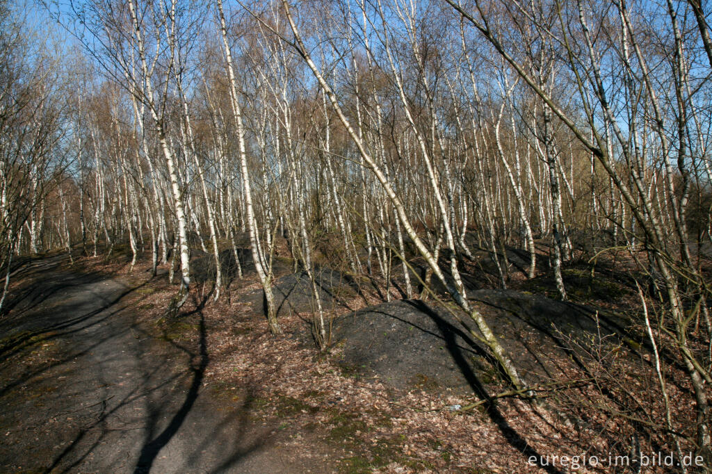 Detailansicht von Wanderweg im Grube-Adolf-Park bei Herzogenrath-Merkstein