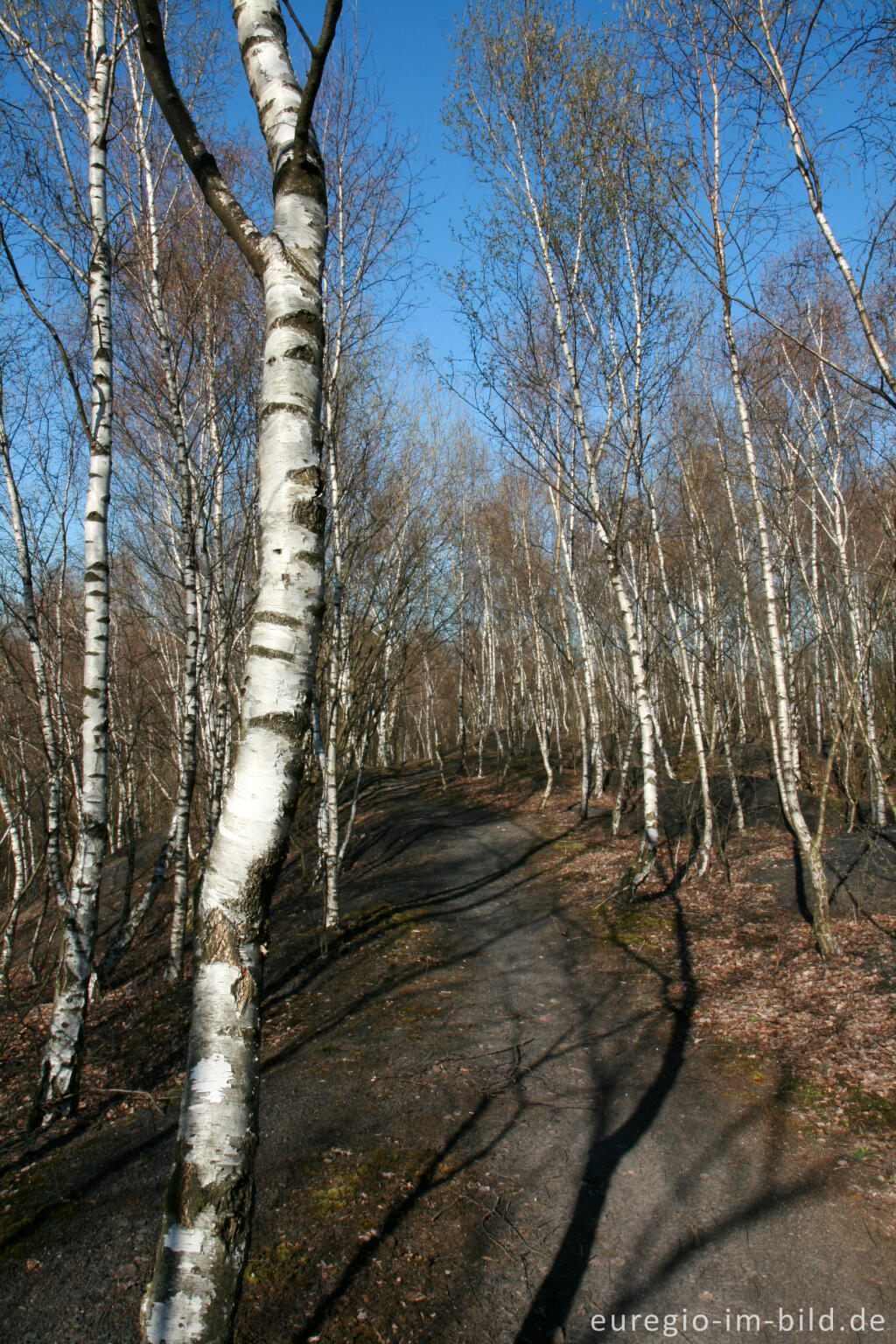 Detailansicht von Wanderweg im Grube-Adolf-Park bei Herzogenrath-Merkstein