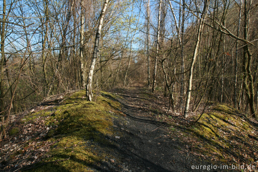 Detailansicht von Wanderweg im Grube-Adolf-Park bei Herzogenrath-Merkstein