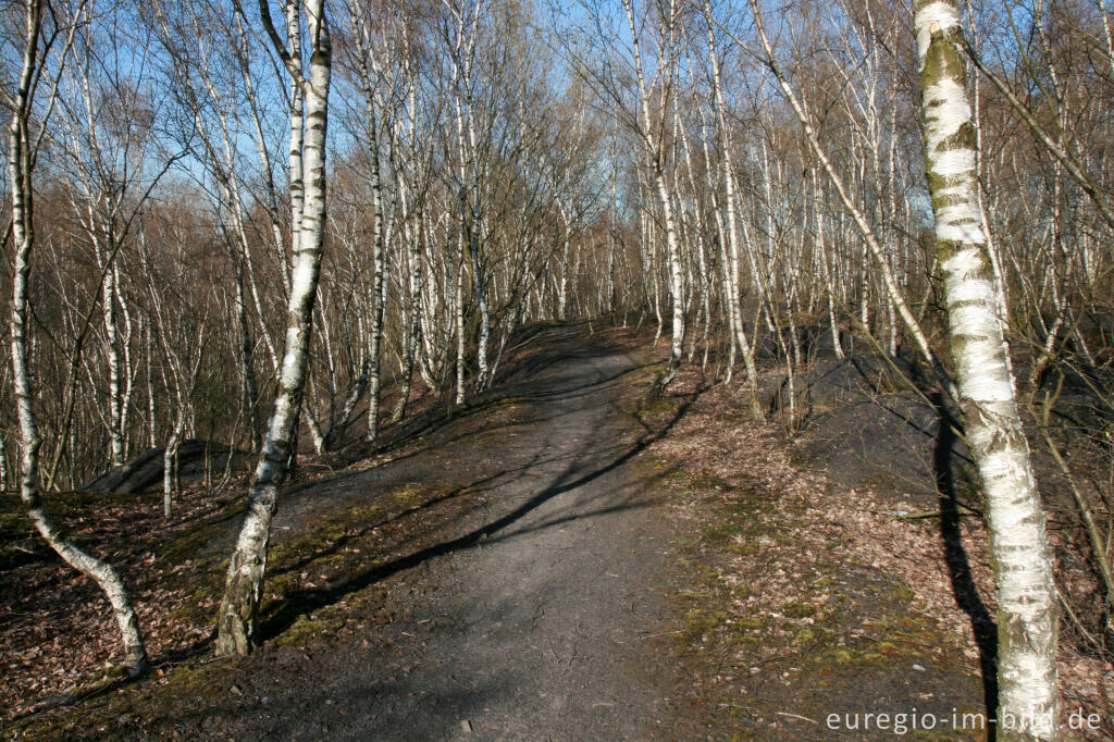 Detailansicht von Wanderweg im Grube-Adolf-Park bei Herzogenrath-Merkstein