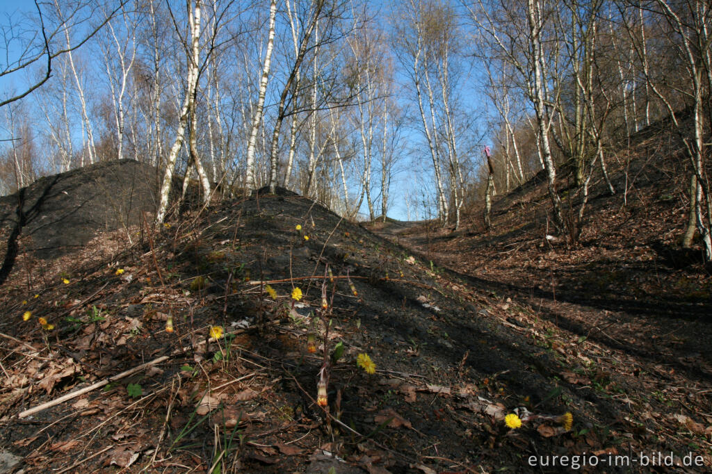 Detailansicht von Wanderweg im Grube-Adolf-Park bei Herzogenrath-Merkstein