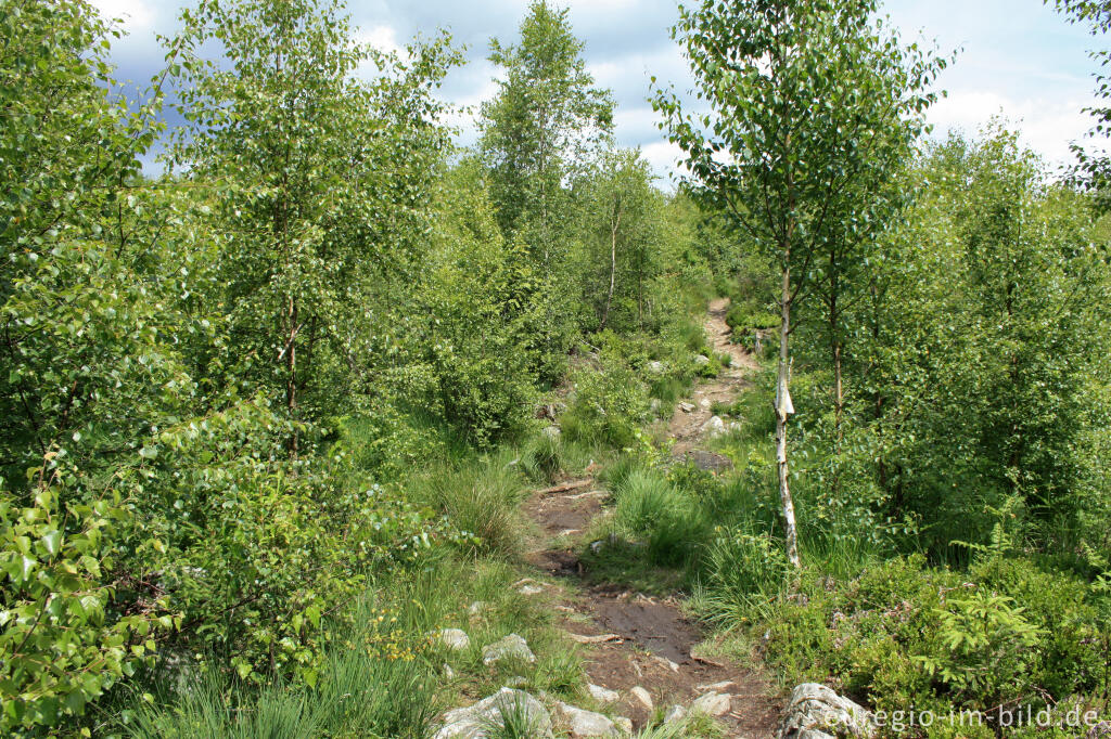 Detailansicht von Wanderweg im Hohen Venn bei Xhoffraix