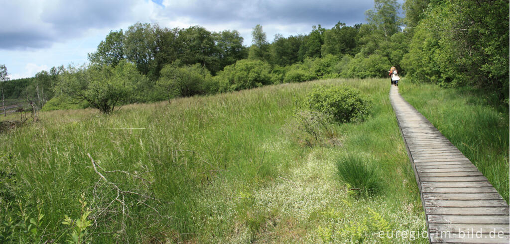 Detailansicht von Wanderweg im Hohen Venn bei Xhoffraix