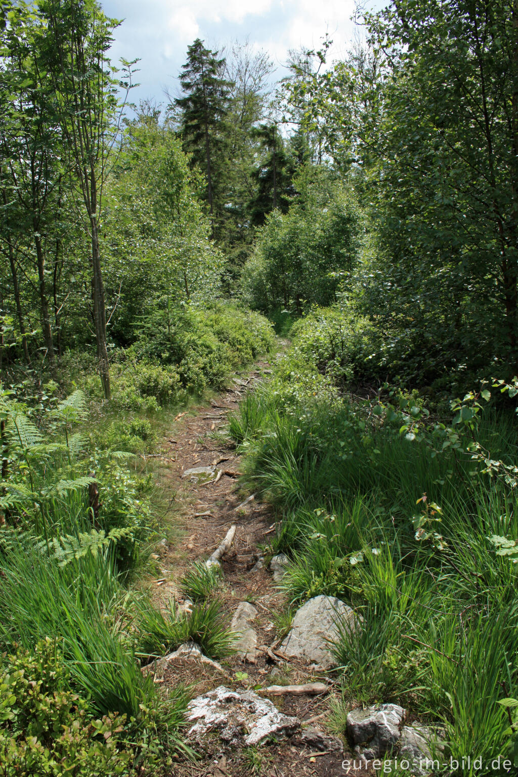 Wanderweg im Hohen Venn bei Xhoffraix