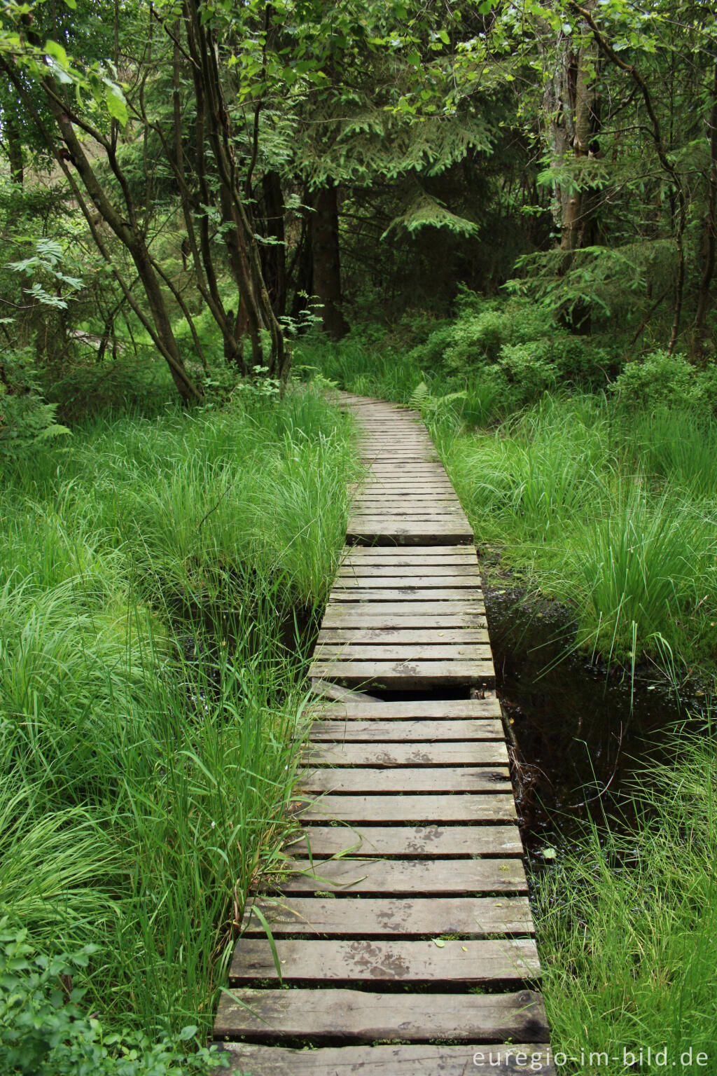 Detailansicht von Wanderweg im Hohen Venn bei Xhoffraix