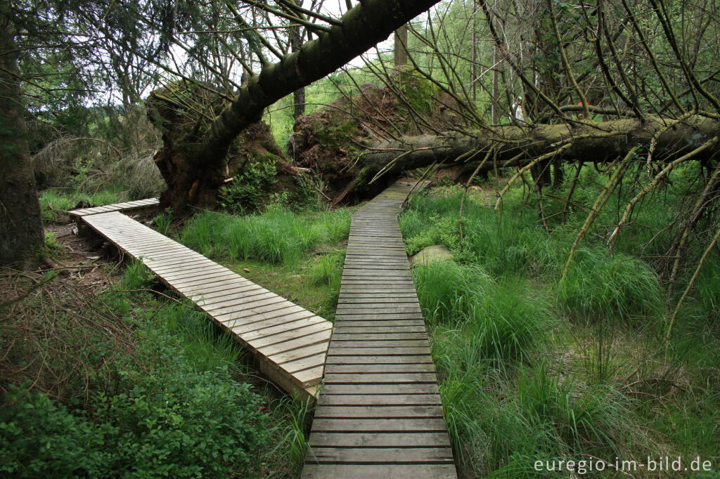 Detailansicht von Wanderweg im Hohen Venn bei Xhoffraix