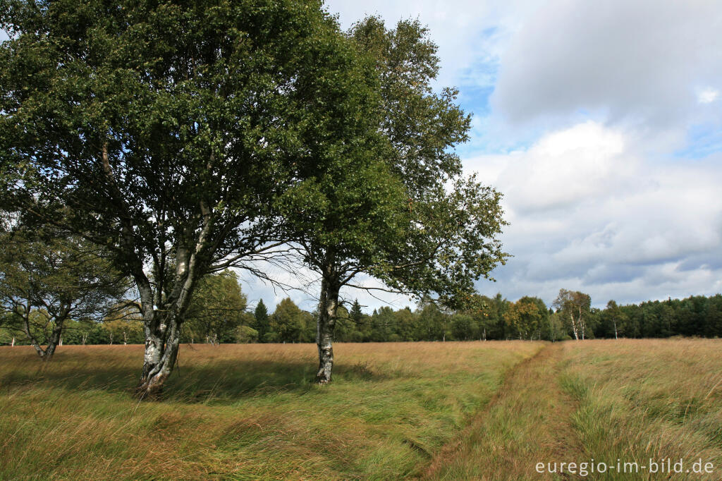 Detailansicht von Wanderweg im Hohen Venn, Kutenhart