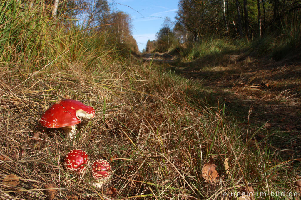 Wanderweg im Hohen Venn, Region Kutenhart / Rothenbüchel