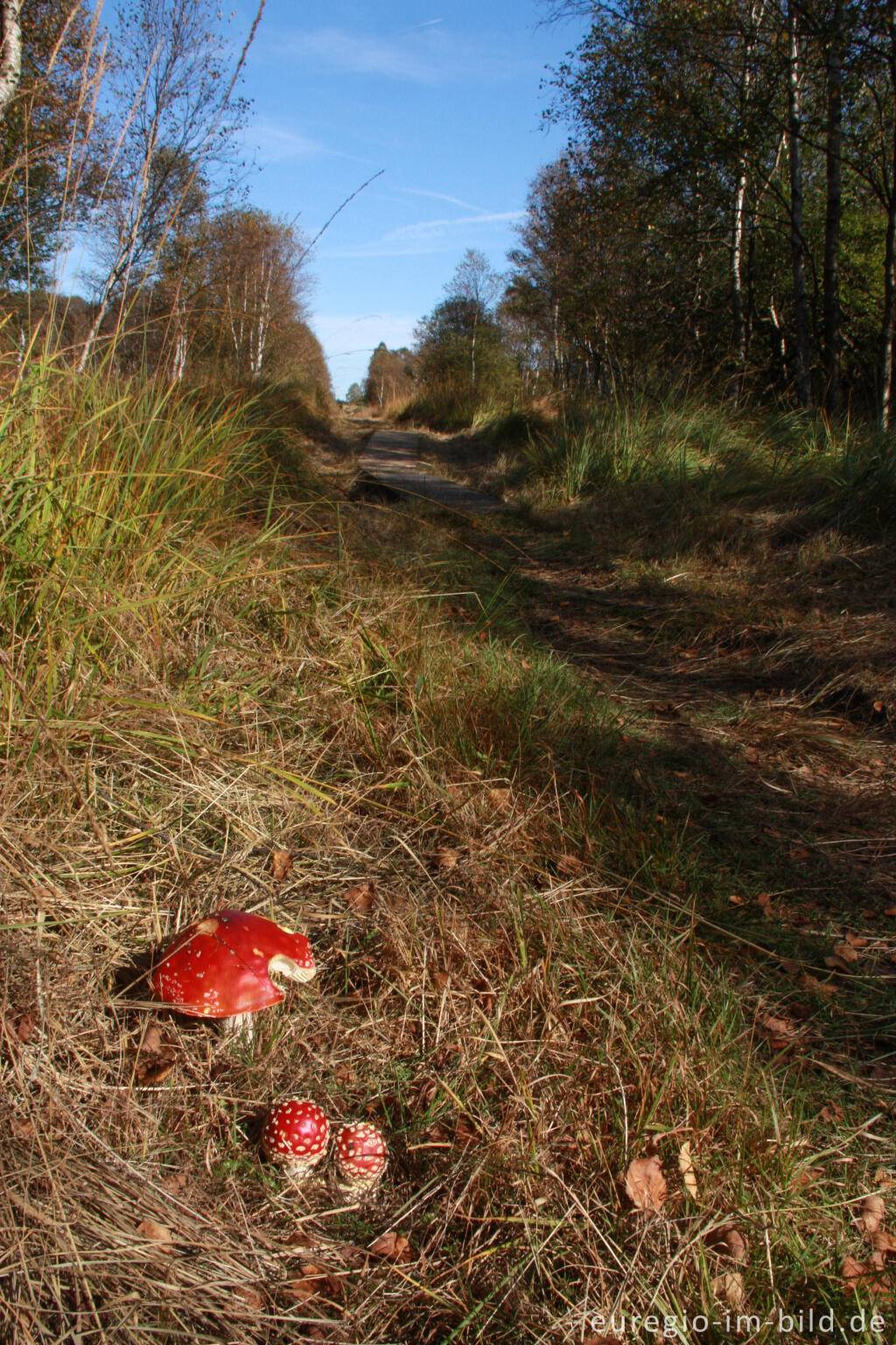 Detailansicht von Wanderweg im Hohen Venn, Region Kutenhart / Rothenbüchel