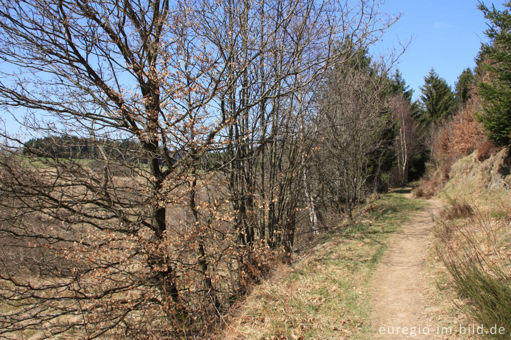 Detailansicht von Wanderweg im Holzwarchetal