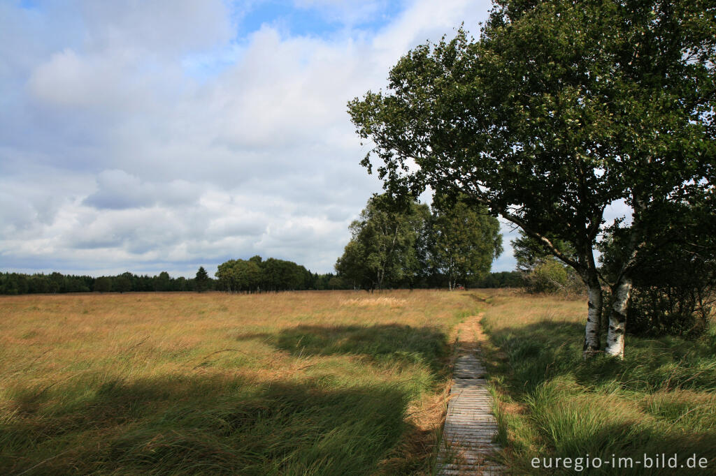 Detailansicht von Wanderweg im Imgenbroicher Venn, Teil des Steinley, Hohes Venn, B