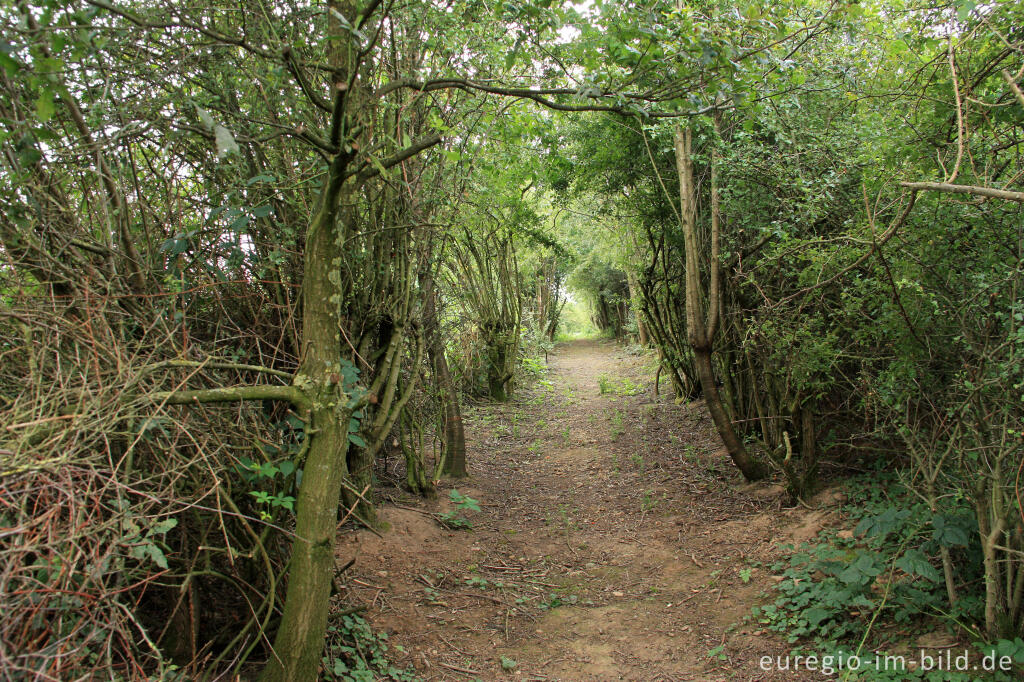 Detailansicht von Wanderweg im Indetal bei Aachen-Freund