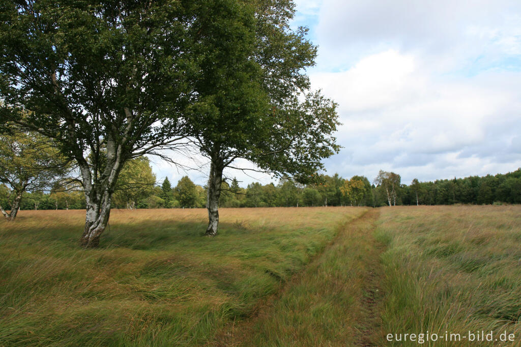 Detailansicht von Wanderweg im Kutenhart, Hohes Venn, B