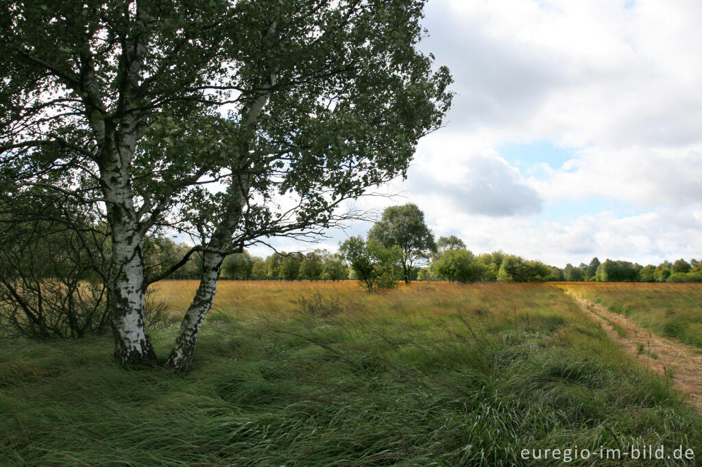 Detailansicht von Wanderweg im Kutenhart, Hohes Venn, B