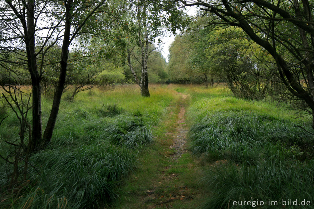 Wanderweg im Kutenhart, Hohes Venn, B