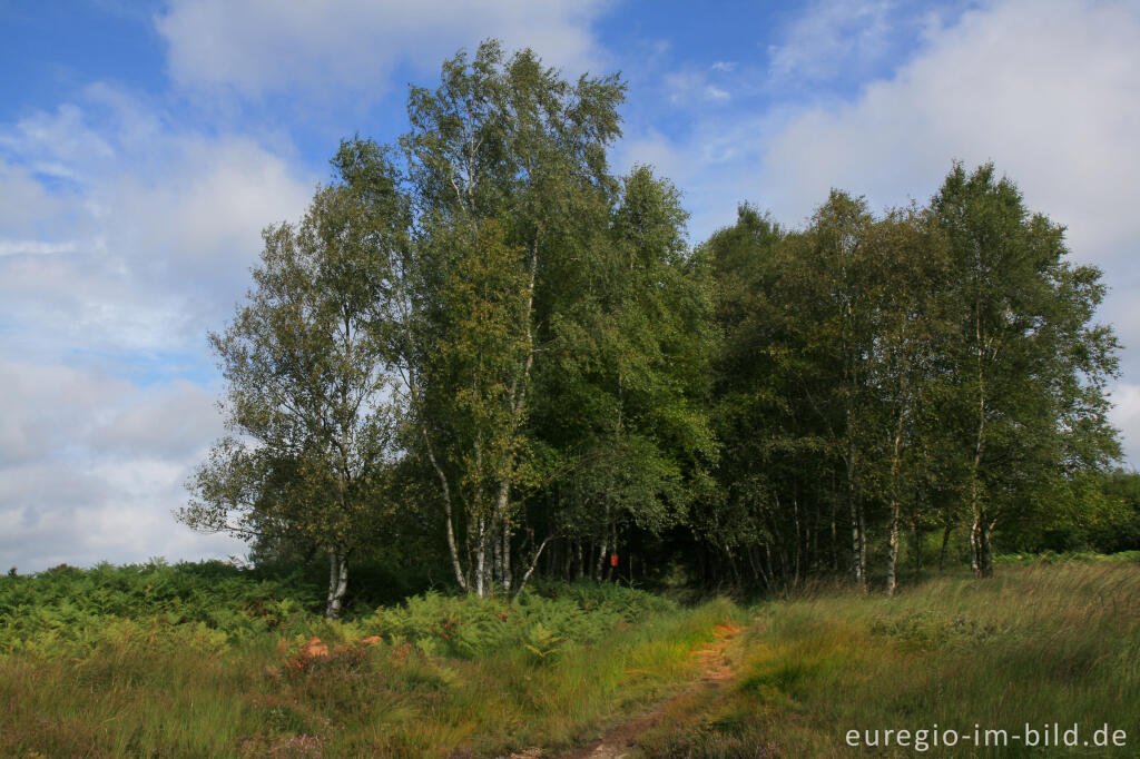 Detailansicht von Wanderweg im Kutenhart in Belgien