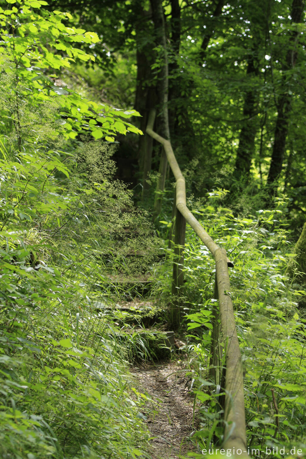 Detailansicht von Wanderweg im mittleren Ourtal zwischen Dasburg und Tintesmühle