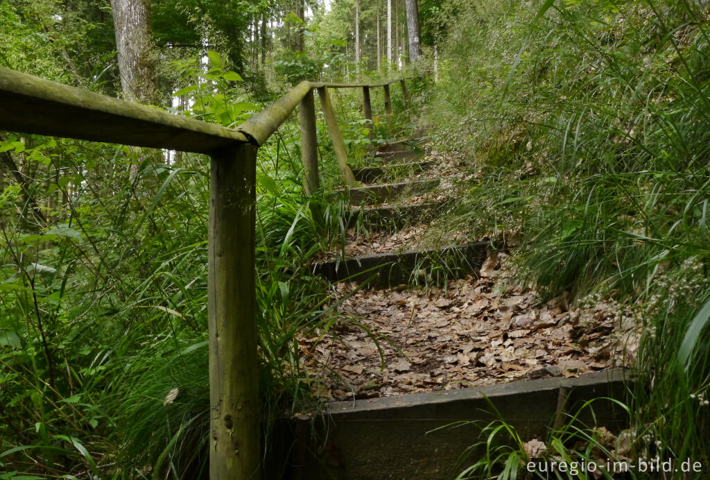 Detailansicht von Wanderweg im mittleren Ourtal zwischen Dasburg und Tintesmühle