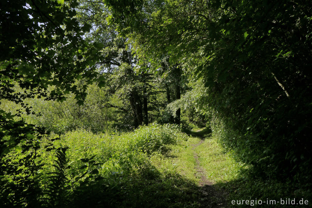 Detailansicht von Wanderweg im mittleren Ourtal zwischen Tintesmühle und Dasburg