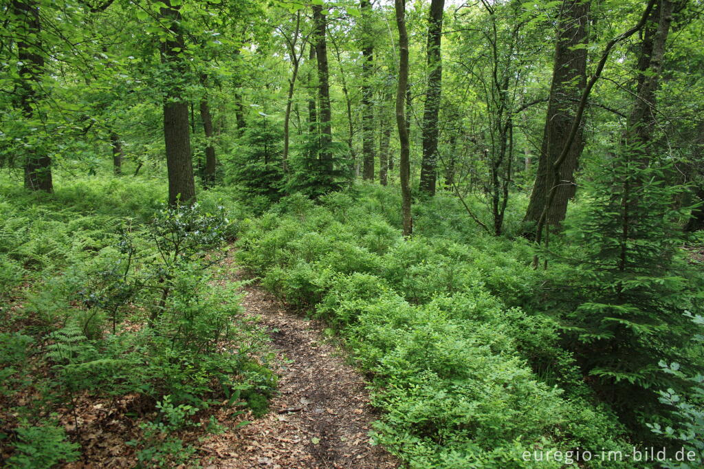 Detailansicht von Wanderweg im Tal der Weser / Vesdre bei Roetgen