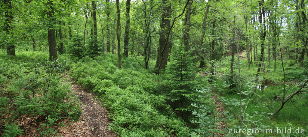 Wanderweg im Tal der Weser / Vesdre bei Roetgen