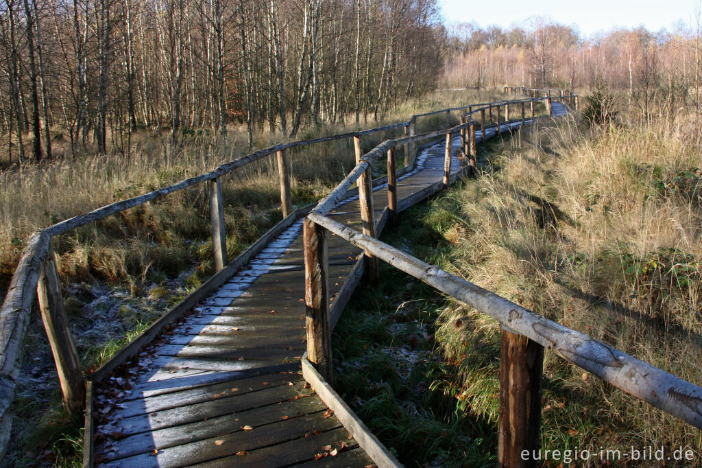 Detailansicht von Wanderweg im Todtenbruch bei Hürtgenwald