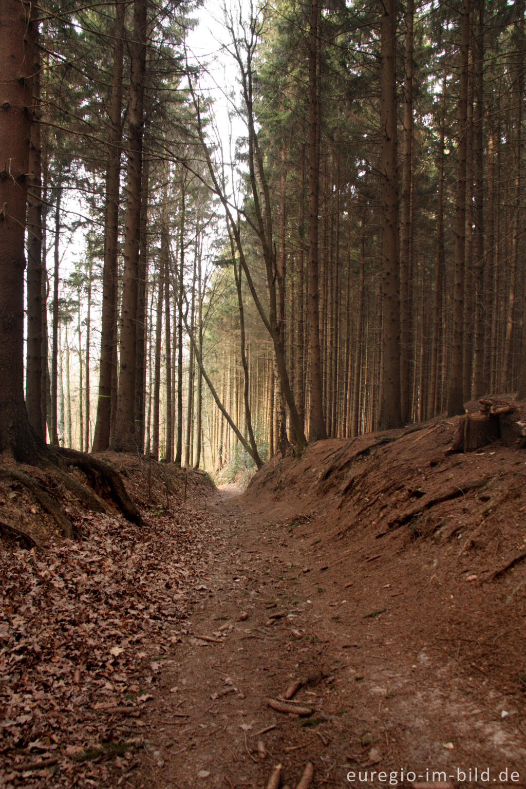 Detailansicht von Wanderweg im Vijlenerbos, NL