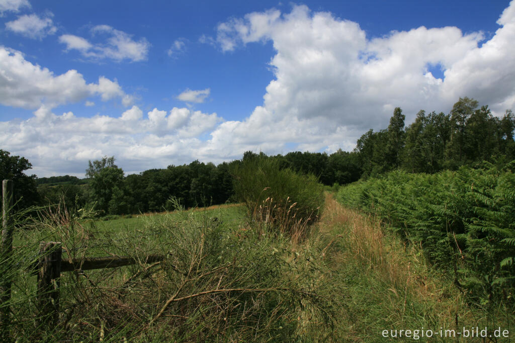 Detailansicht von Wanderweg in den Ardennen bei Bellevaux