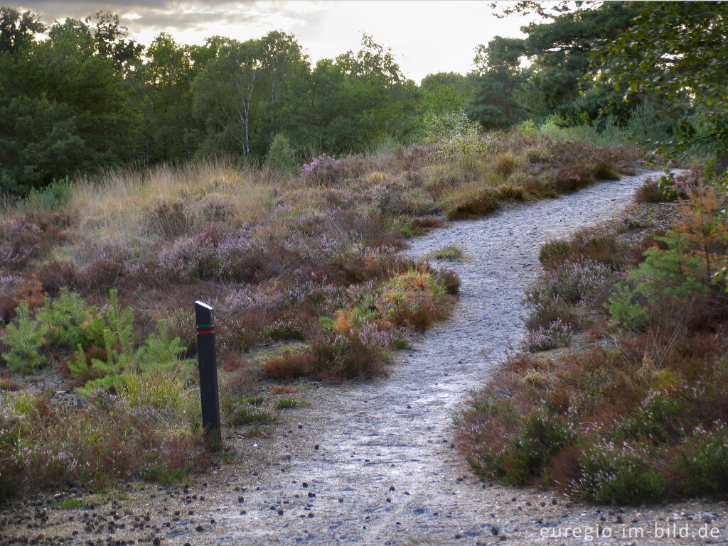 Detailansicht von Wanderweg in der Brunssumer Heide