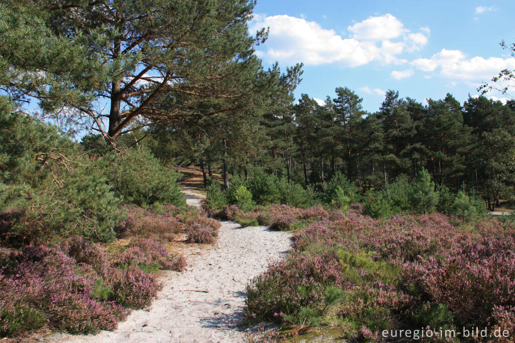 Wanderweg in der Brunssummerheide