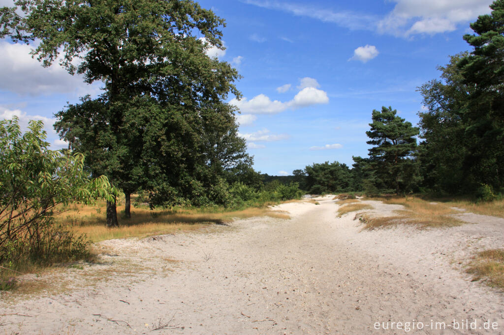 Detailansicht von Wanderweg in der Brunssummerheide