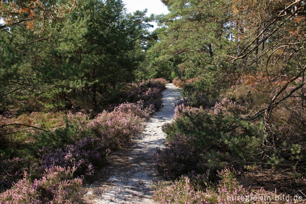 Detailansicht von Wanderweg in der Brunssummerheide