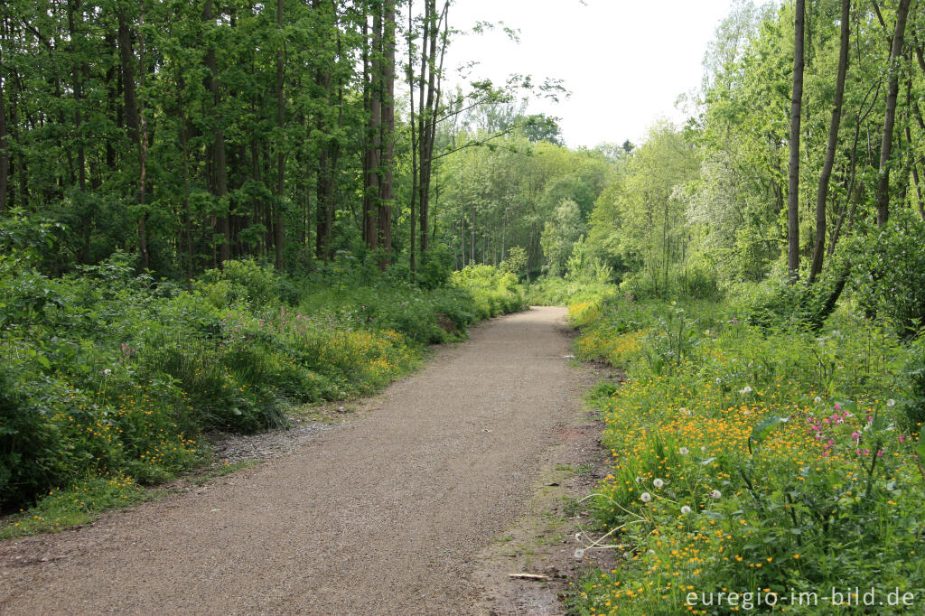 Detailansicht von Wanderweg in der Ruraue zwischen Jülich-Barmen und Floßdorf