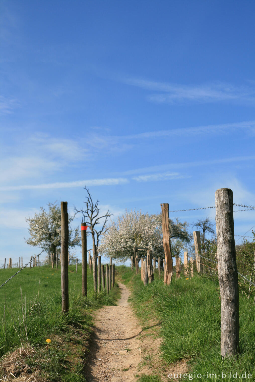 Wanderweg mit blühenden Obstbäumen bei Camerig