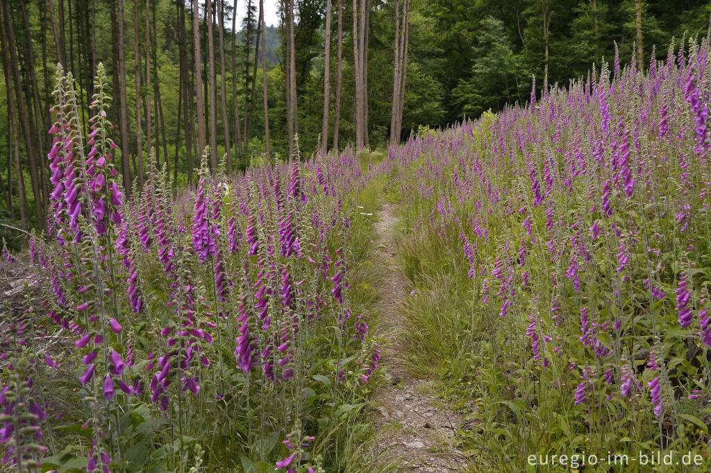 Detailansicht von Wanderweg mit Fingerhut im mittleren Ourtal 