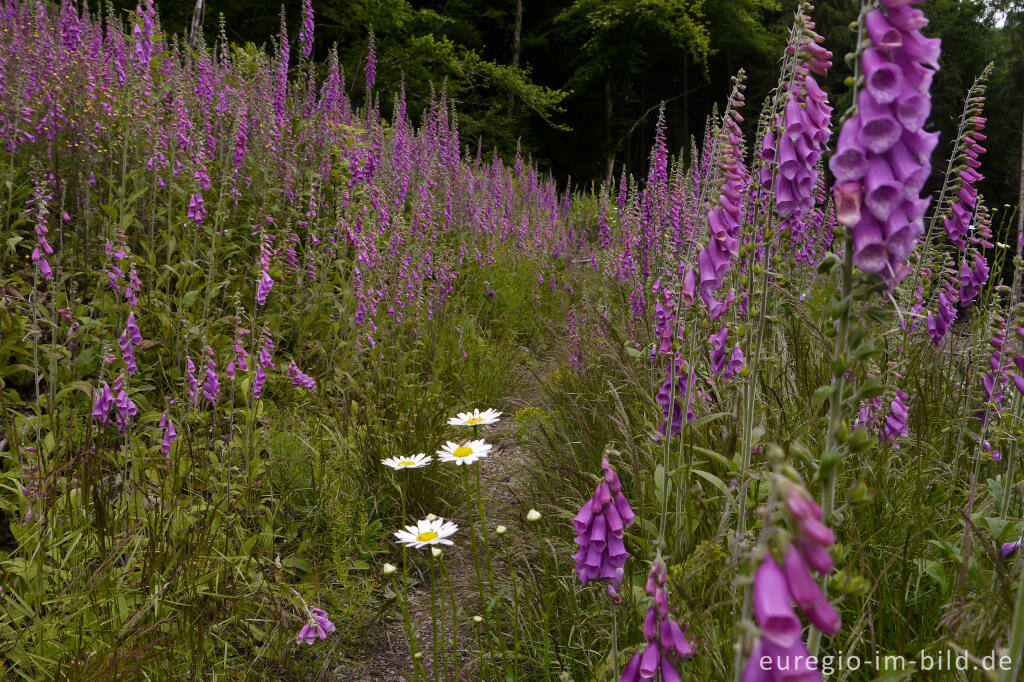 Detailansicht von Wanderweg mit Fingerhut im mittleren Ourtal 