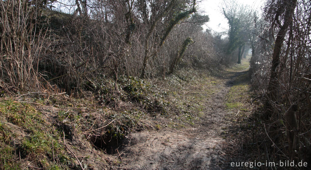 Detailansicht von Wanderweg mit Fuchsbau (?), Grenzroute 1, Schneeberg