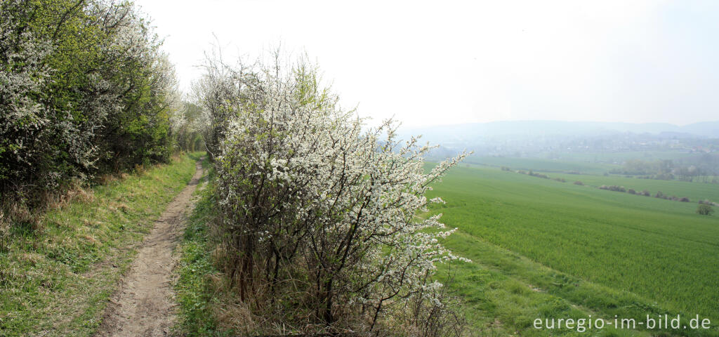 Detailansicht von Wanderweg mit Schlehenhecke bei Orsbach (Aachen)