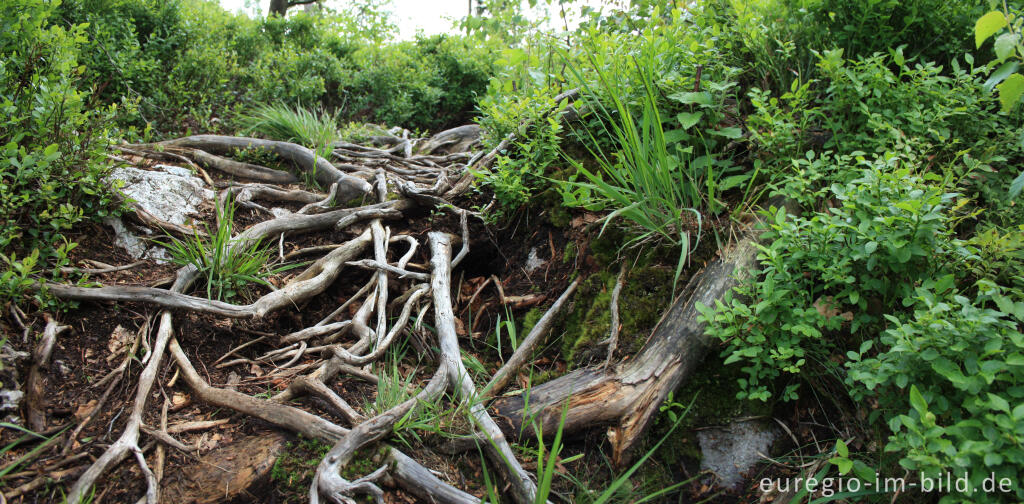 Detailansicht von Wanderweg mit Wurzeln beim Bach Ru de Târgnon im Hohen Venn bei Xhoffraix