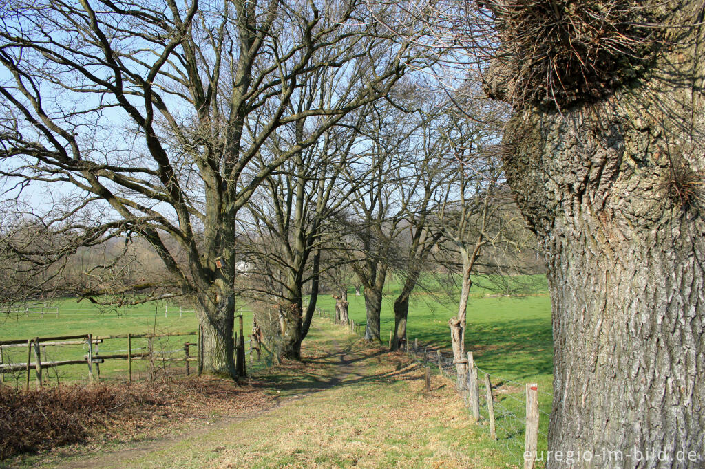 Detailansicht von Wanderweg nördlich von Lontzen