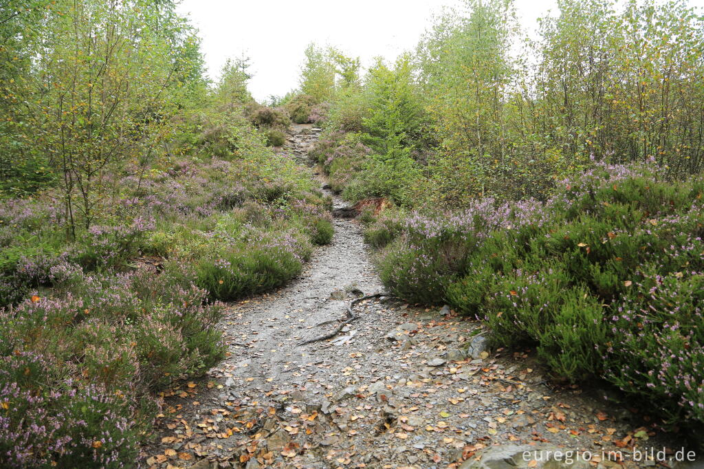 Detailansicht von Wanderweg zum Bayehon Wasserfall