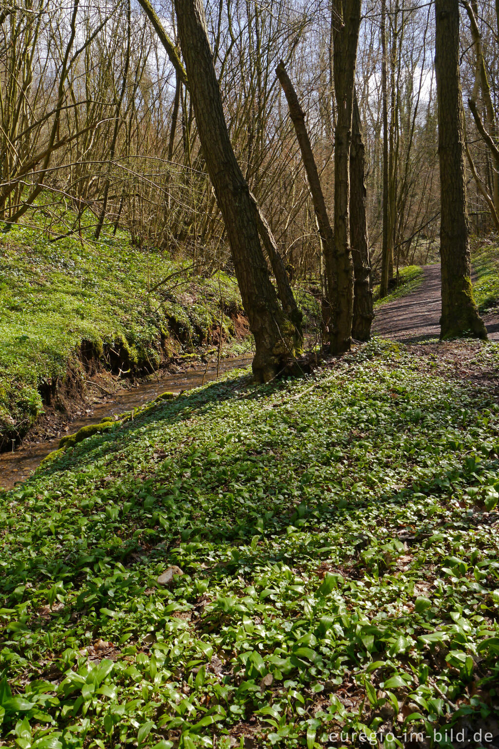 Detailansicht von Wanderweg zwischen Elsloo und Geulle (Maastal), NL