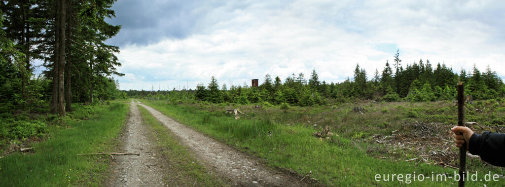 Detailansicht von Wanderweg/Wirtschaftsweg im Hoscheider-Venn