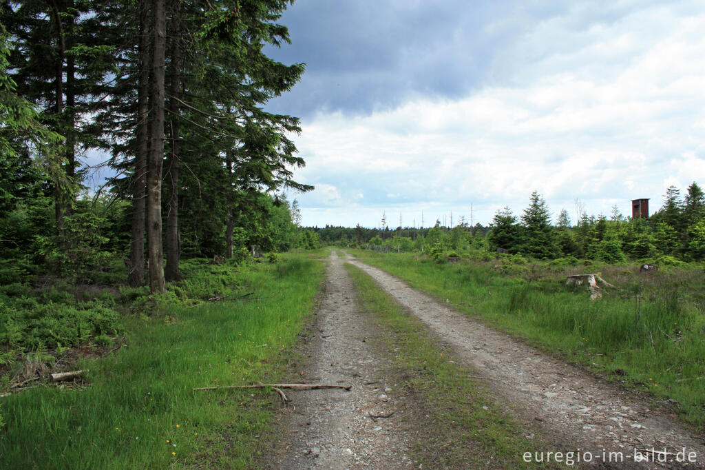 Detailansicht von Wanderweg/Wirtschaftsweg im Hoscheider-Venn