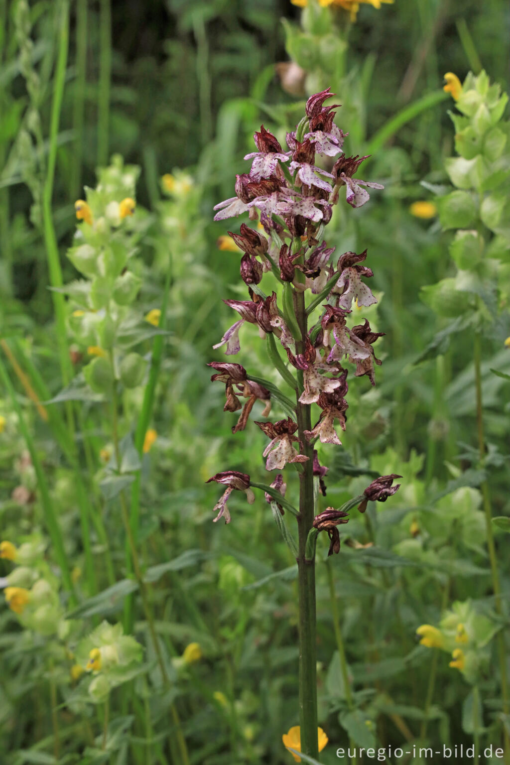 Detailansicht von Wanzen-Knabenkraut (Anacamptis coriophora), Orchideen-Garten Gerendal