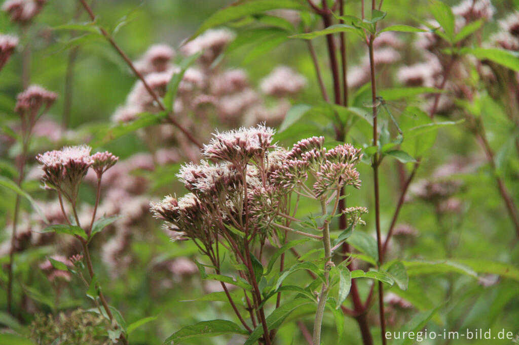 Detailansicht von Wasserdost, Eupatorium cannabinum