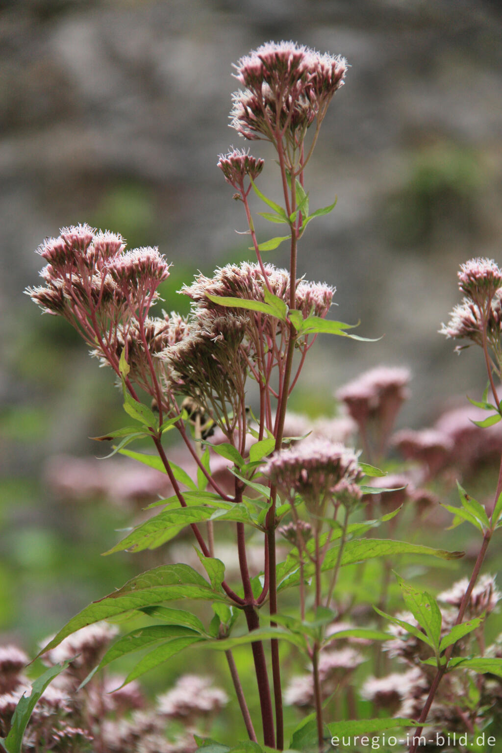 Detailansicht von Wasserdost, Eupatorium cannabinum