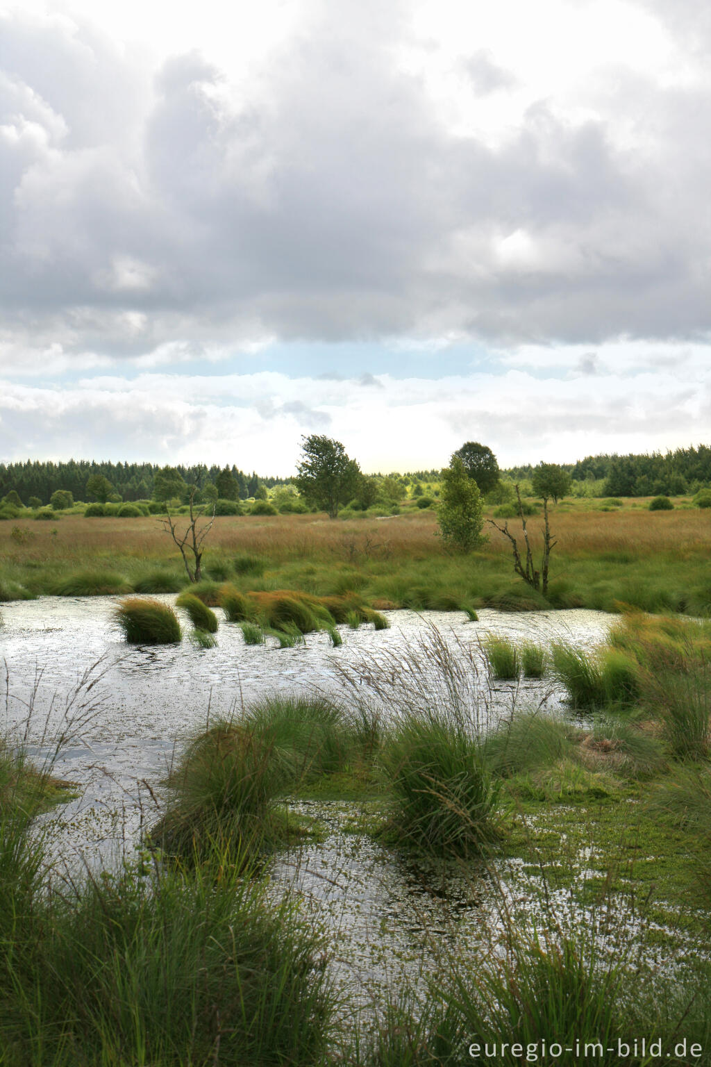 Detailansicht von Wasserrückstau im Brackvenn, Hohes Venn