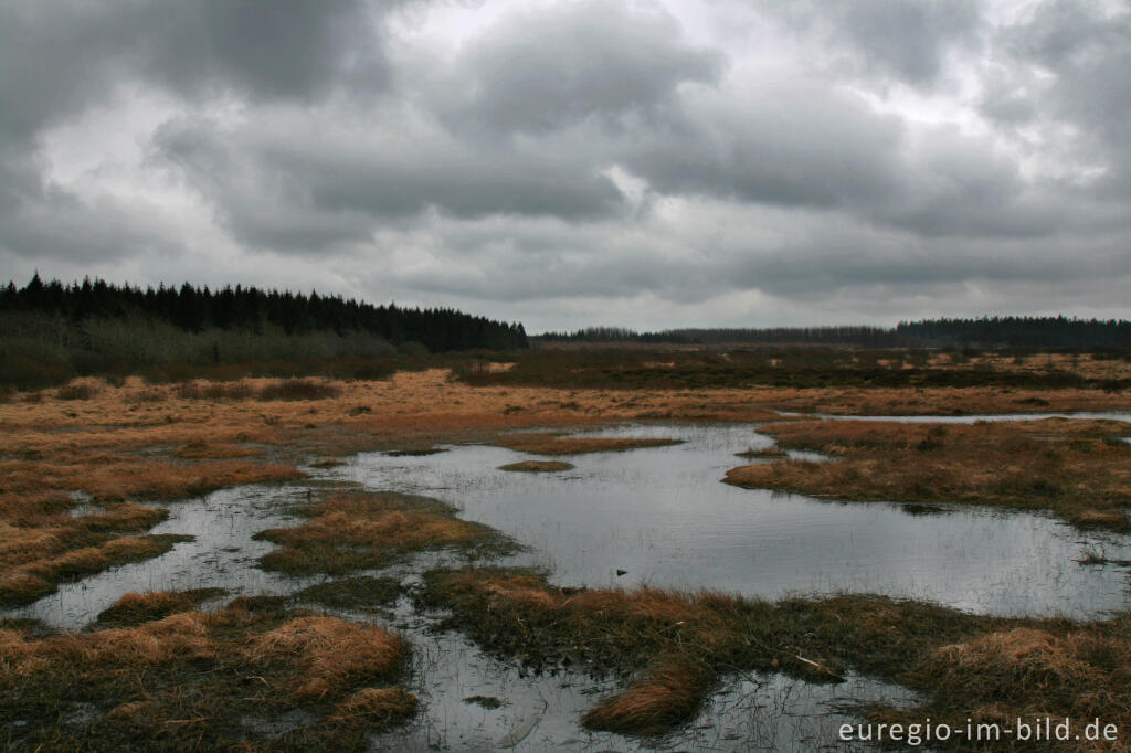 Detailansicht von Wasserrückstau im Brackvenn, Hohes Venn