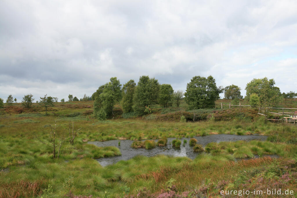 Wasserrückstau im Brackvenn, Hohes Venn